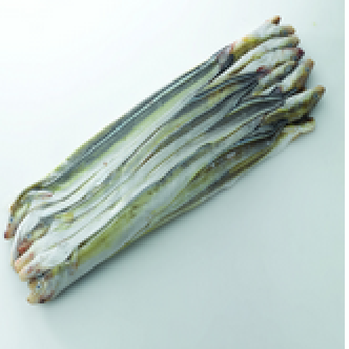 Conger eel 